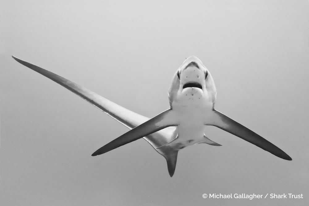 Pelagic Thresher Shark by Micheal Gallagher