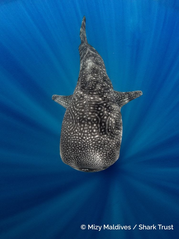 Whale Shark by Mizy Maldives