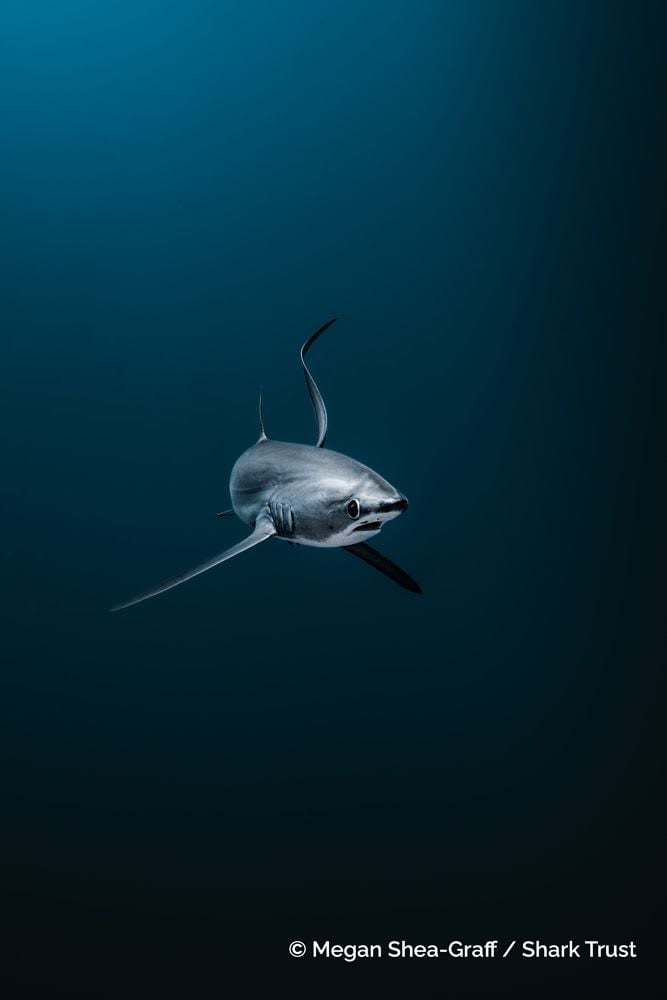 Thresher Shark by Megan Shea-Graff