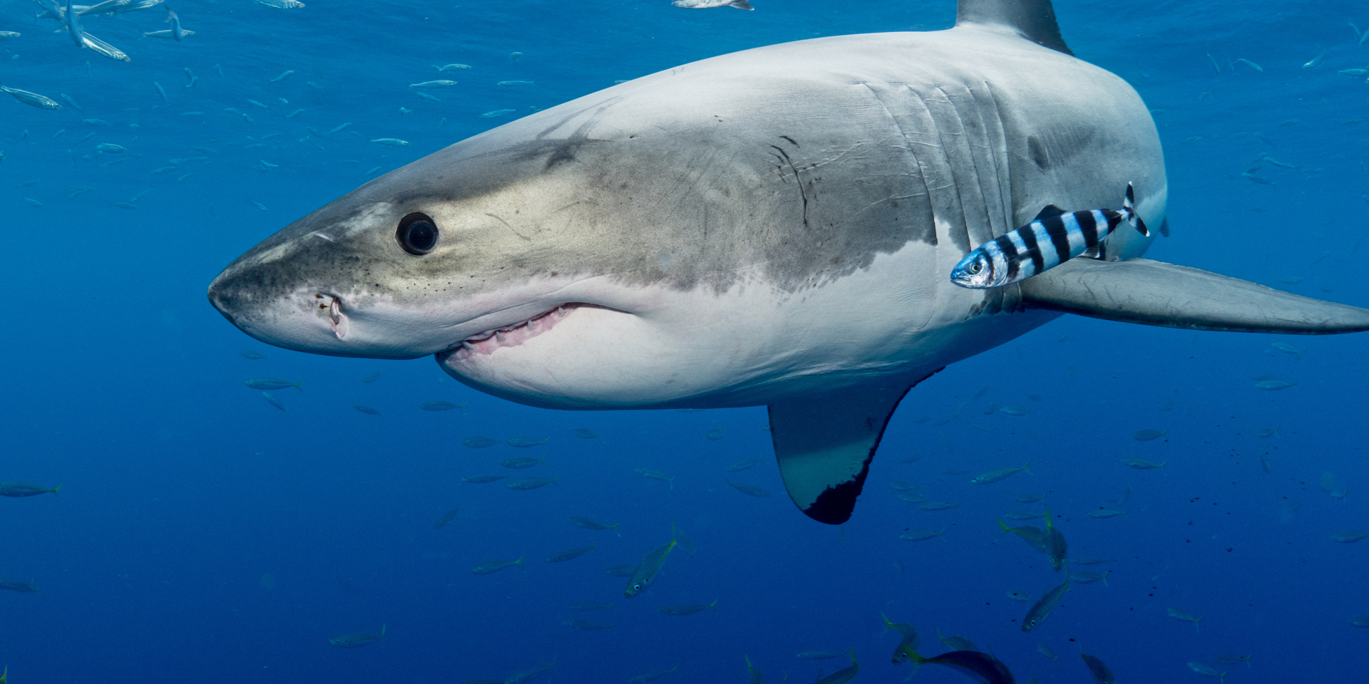 Shark Anatomy