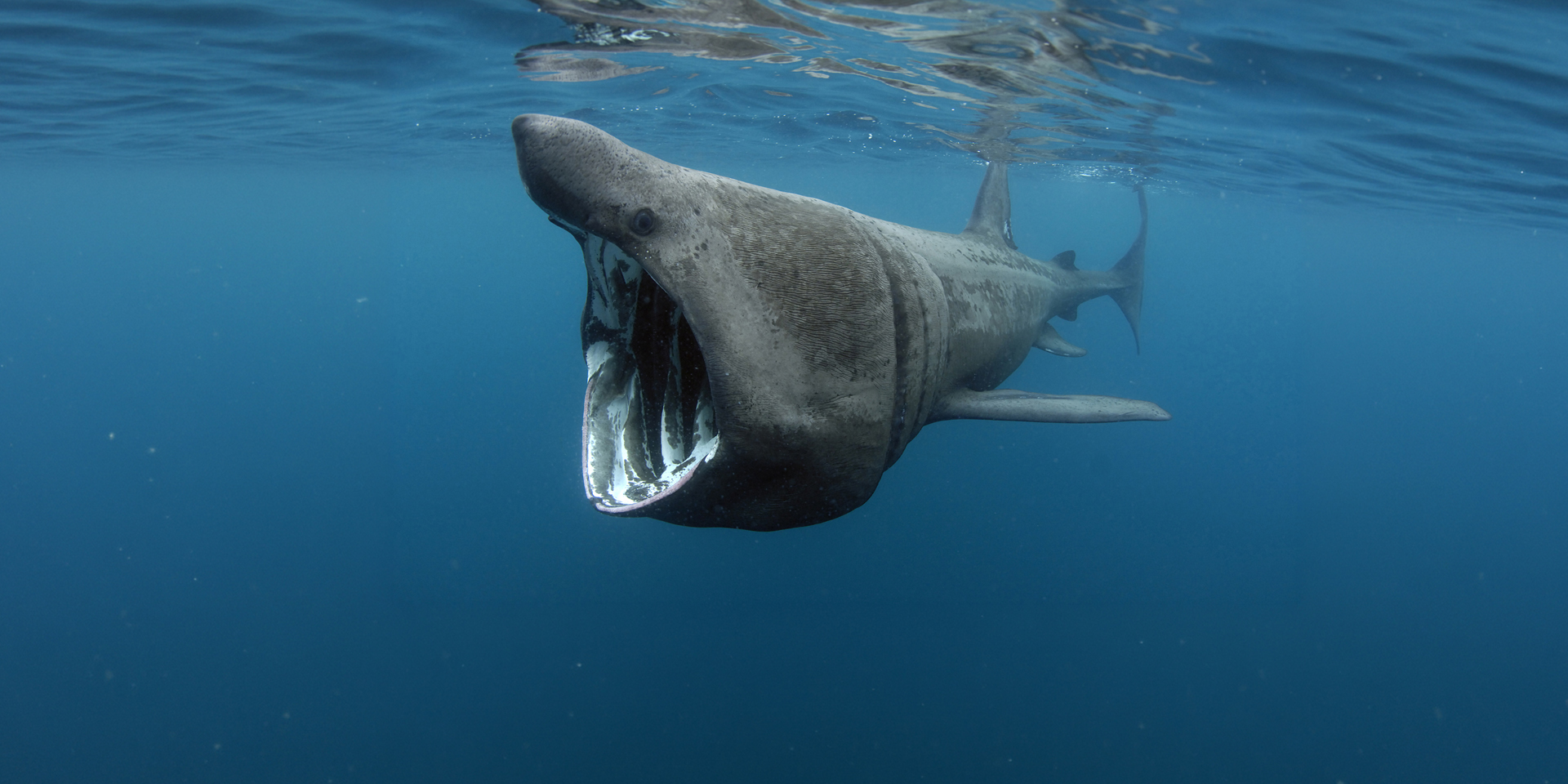 Basking Shark Project