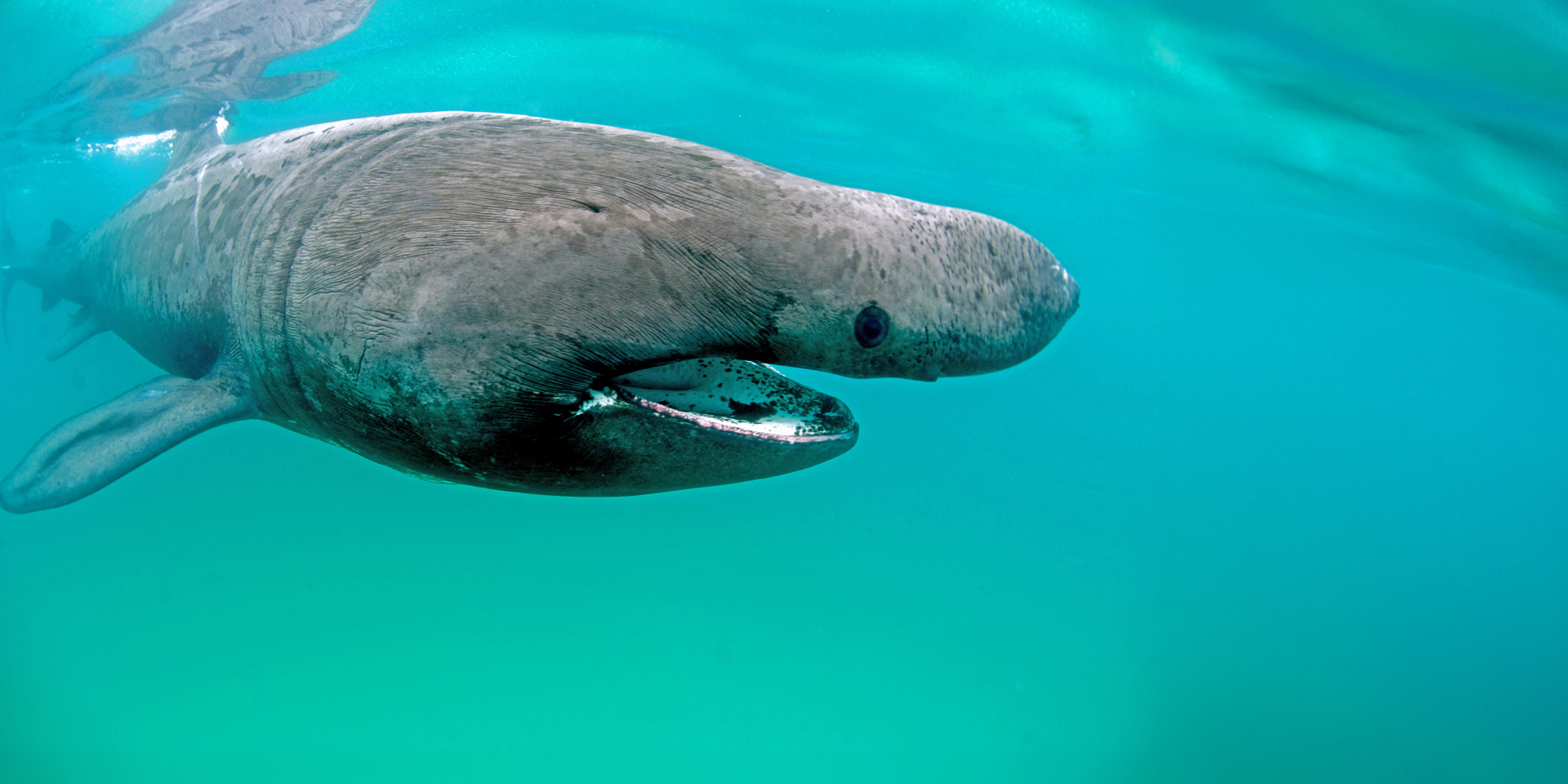 British Sharks