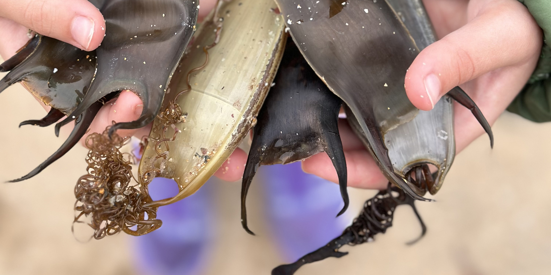 Great Eggcase Hunt
