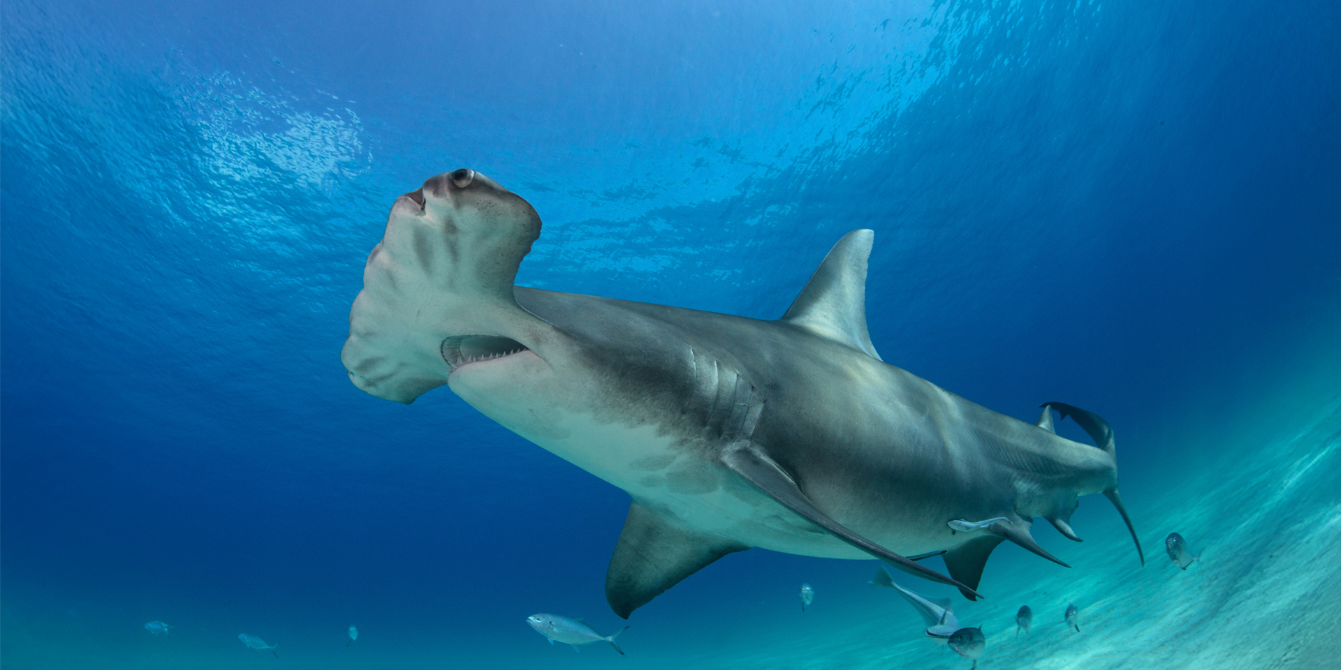 Shark Biology