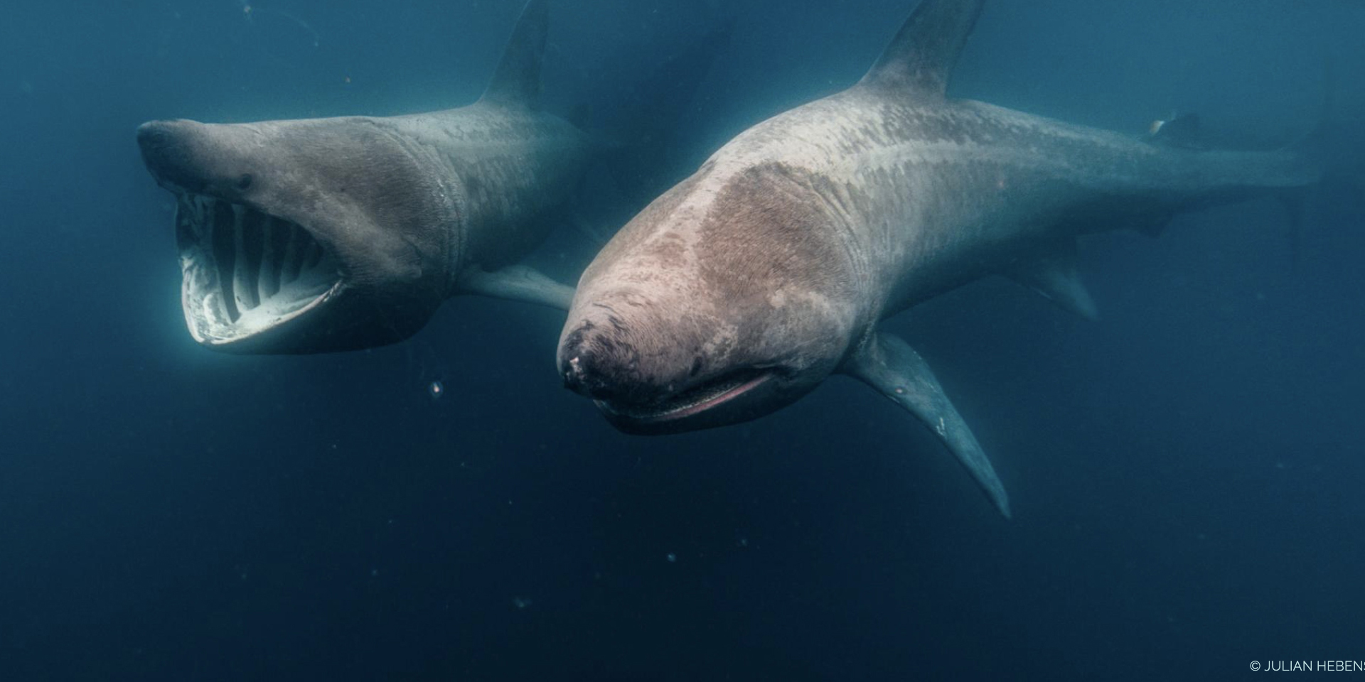 Journey Around the World of Sharks