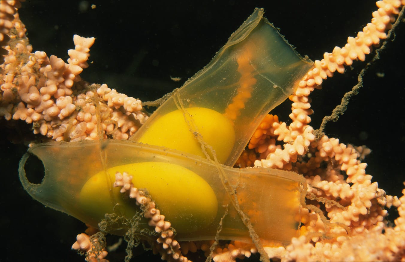 Identify