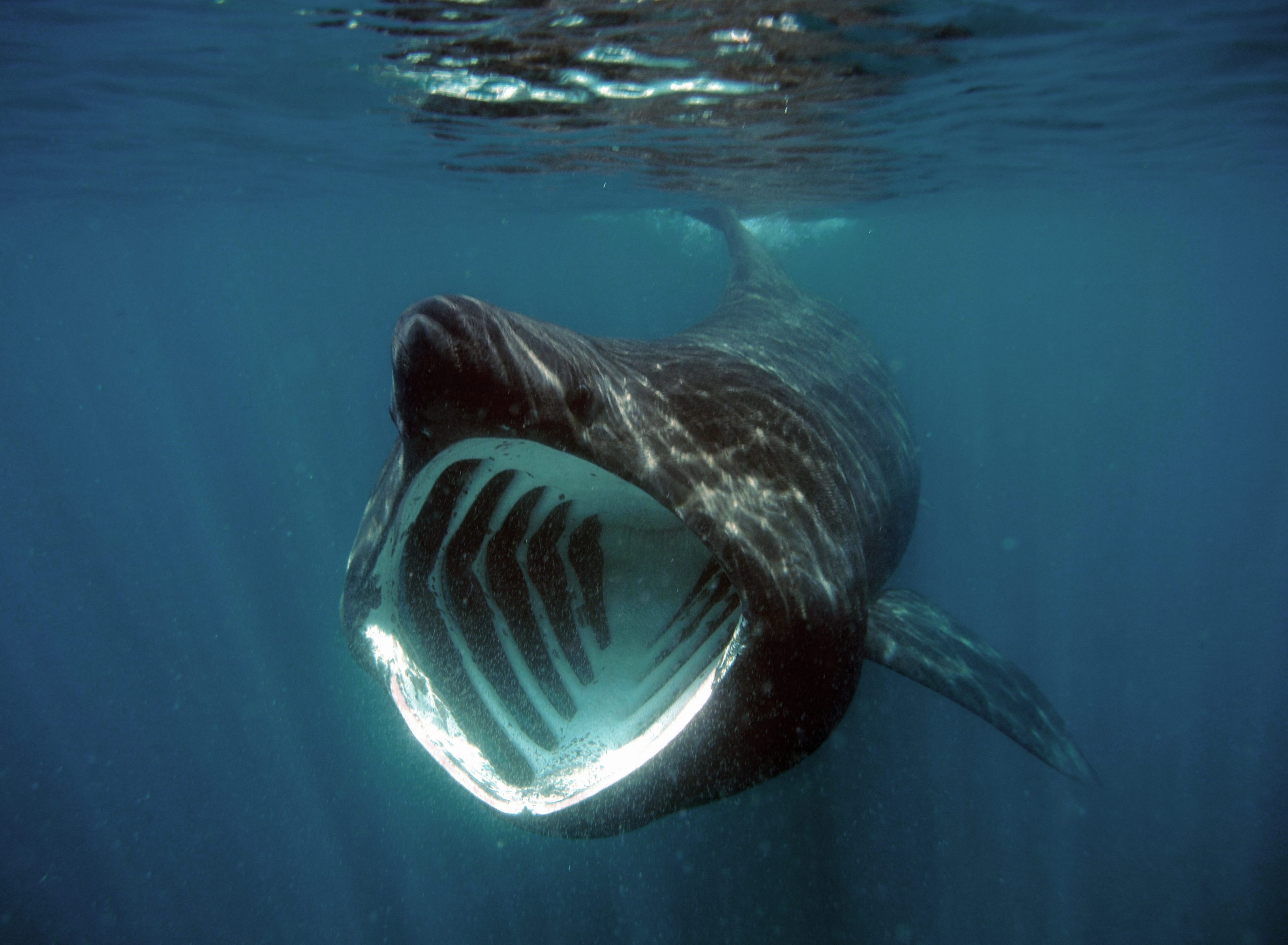 About Basking Sharks