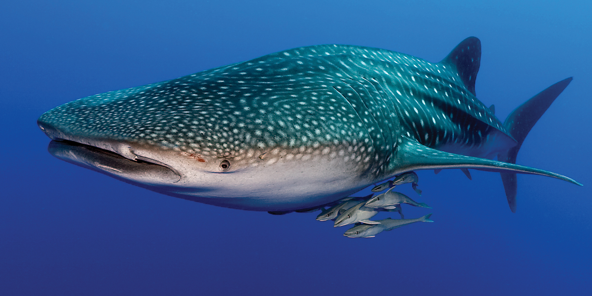 Living with Sharks
