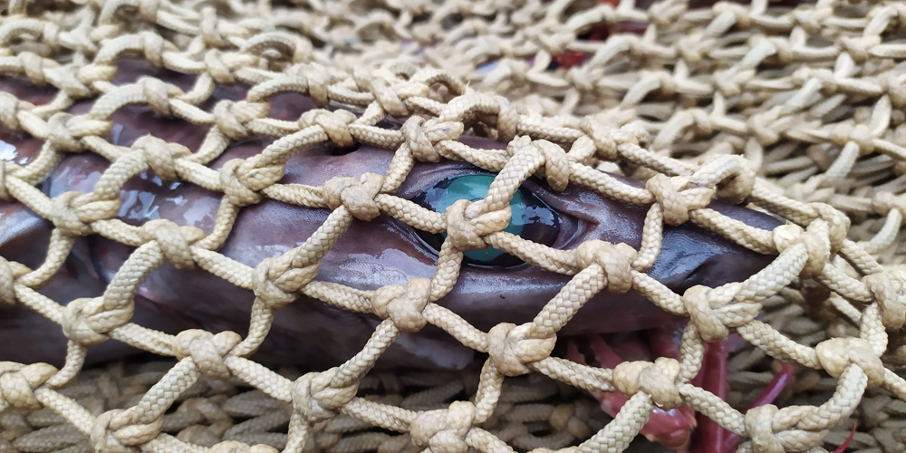 Fisheries Management