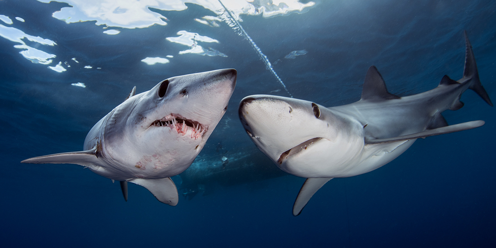 Wildlife Treaties