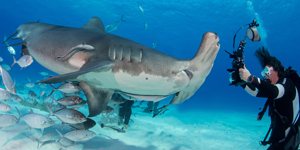 For divers & tour operators