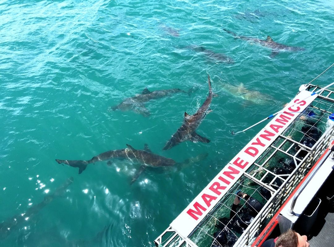 Marine Dynamics Exclusive Big Give Auction Prize