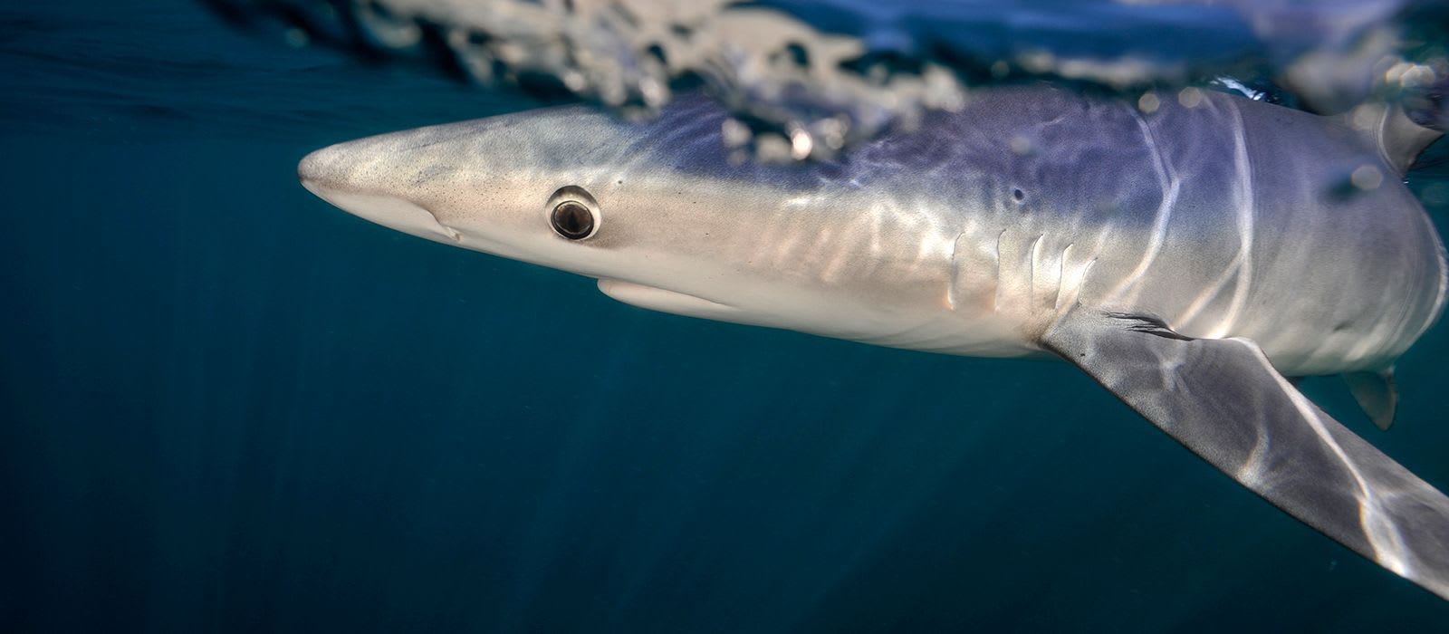 What Is Overfishing?