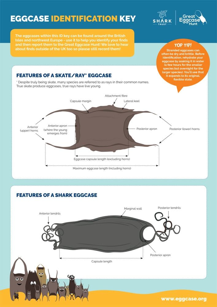 Eggcase identification key poster