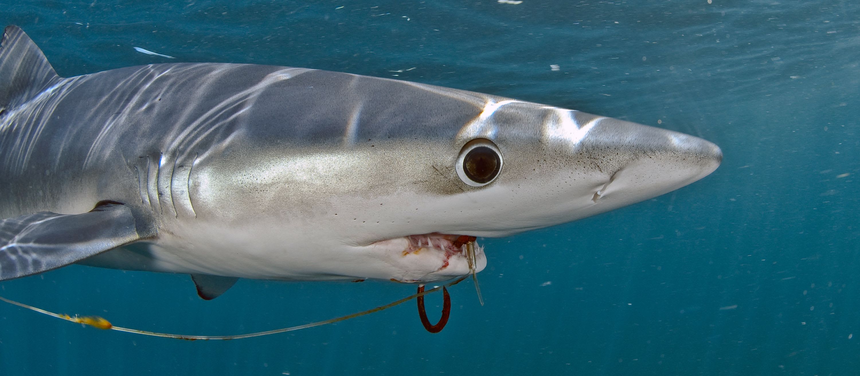 Shark and Ray Entanglement Network