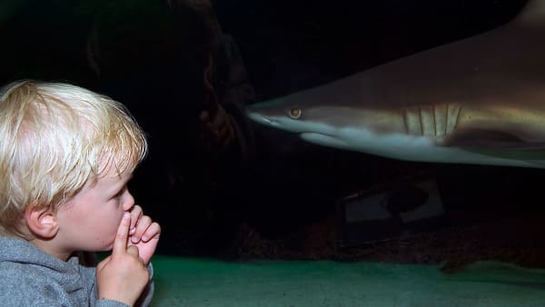 Sharks in Aquariums