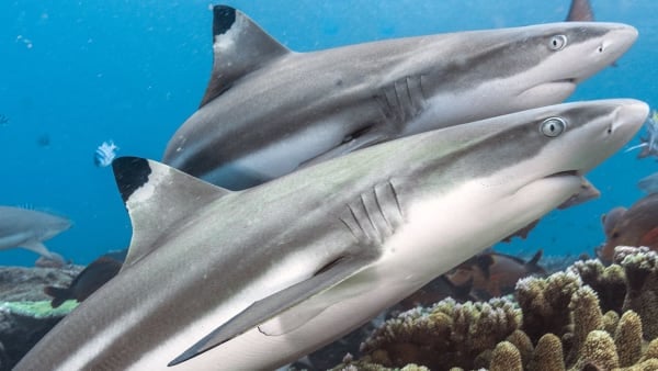 Shark Sightings Database