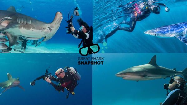 The Great Shark Snapshot