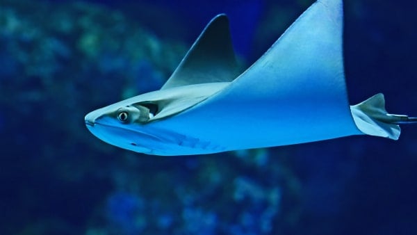 CREATURE FEATURE: Cownose Ray