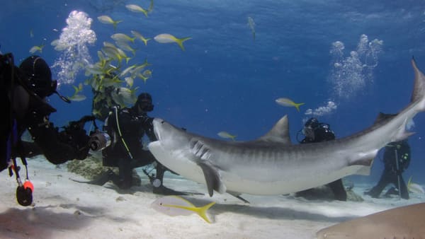 Shark Feeding Dives